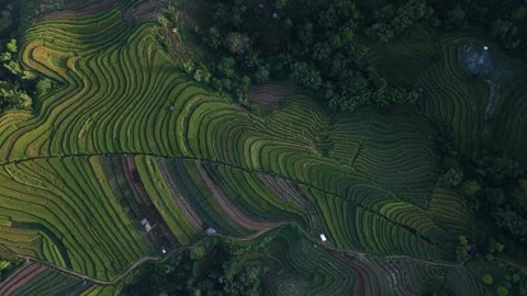 Aerial view of terraced rice fields in South Sulawesi, Indonesia. Stock Footage 341449644