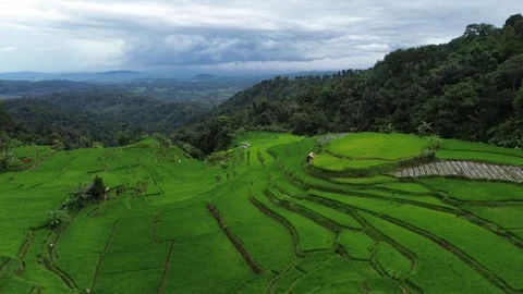 Aerial View of Terraced Rice Fields in Mountain Valley Stock Footage 343858871