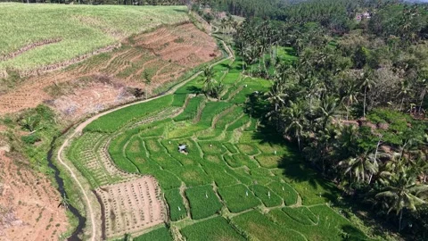 Aerial view of terraced rice fields winding through lush greenery Stock Footage 345494526