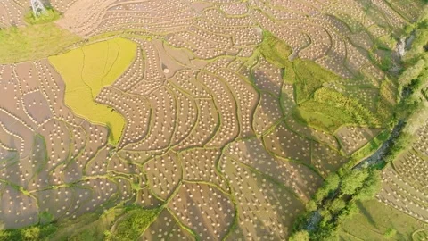 Aerial View of Terraced Rice Fields with Harvested Haystacks Video stock 348469742