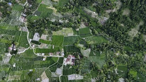 Aerial view of terraced rice fields on the slopes of Lake Toba, North Sumatra Stock Photos