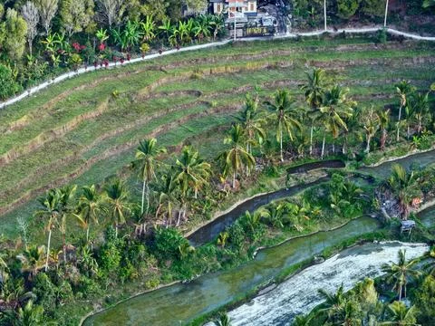 Aerial View of Terraced Rice Fields and Palm Trees in Indonesia Stock Photos