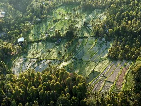 Aerial View of Terraced Rice Fields in Tropical Indonesia Stock Photos