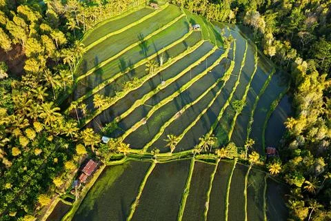 Aerial View of Terraced Rice Fields in Tropical Indonesia Stock Photos