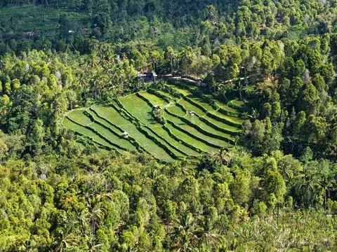 Aerial View of Terraced Rice Fields Surrounded by Tropical Forest Stock Photos