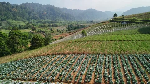 Aerial view of terraced vegetable fields in West Java, Indonesia. 스톡 동영상 345607629