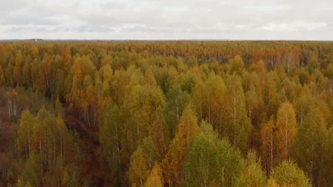 Aerial view of thick birch forest in autumn Stock Footage 228427540