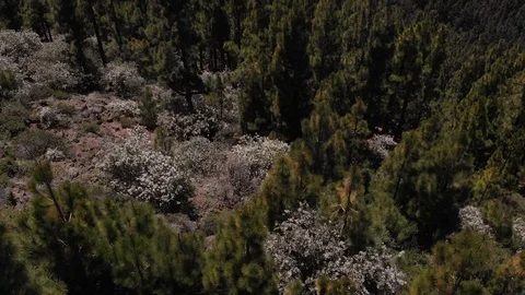 Aerial view - thick clouds cover the valley, pine forest and volcano. Tenerife Stock Footage 110896594