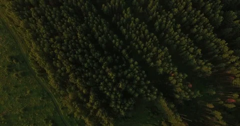 Aerial view of a thick forest in summer Stock-Footage 86825616