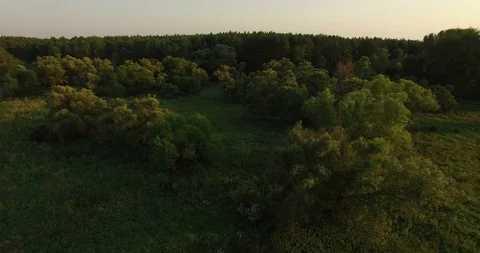 Aerial view of a thick forest in summer Stock Footage 102304124