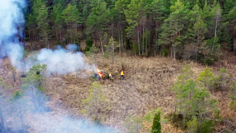 Aerial view. Thick smoke rises above the trees. Management of protected areas. Stock Footage 260650245