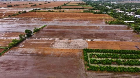Aerial view of thousands of ducks grazing on post-harvest farmland Vidéo 339871577