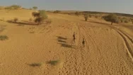 Aerial View Of Three Donkeys Running In Desert Stock Footage