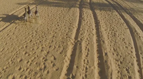 Aerial View of Three donkeys running in desert Stock-Footage 60603337