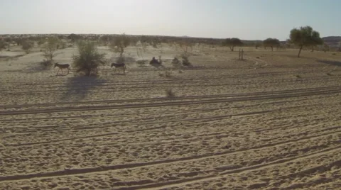 Aerial View of Three donkeys walking in desert Stock-Footage 60603330