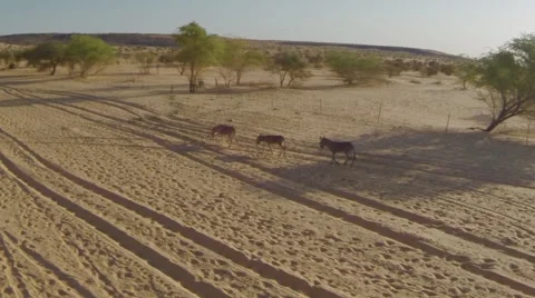 Aerial View of Three donkeys walking in desert Stock Footage 60603338