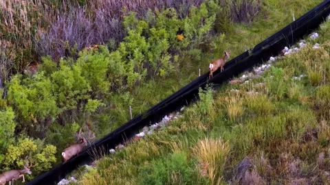 Aerial View of Three Mule Deer Bucks Walking Game Trail - high angle view Stock Footage 345693356