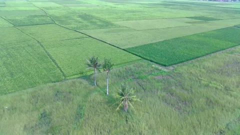 Aerial view of three unique coconut trees in the middle of green rice fields Stock Footage 209165503