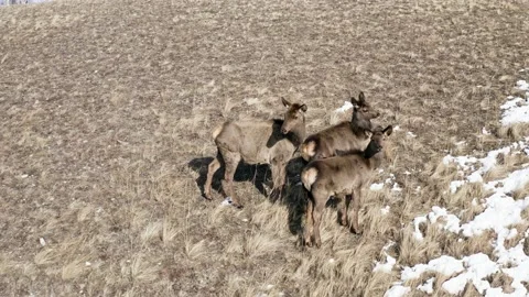 Aerial view of three wild marals standing on a mountainside. Stock Footage 150927384