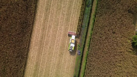 Aerial view of threshing machine or combine harvester during corn harvest season Stock Footage 345492430