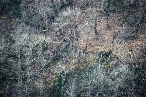Aerial view through the bare branches of a winter forest Foto stock