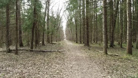 Aerial view through path in the forest. Video stock 153015253
