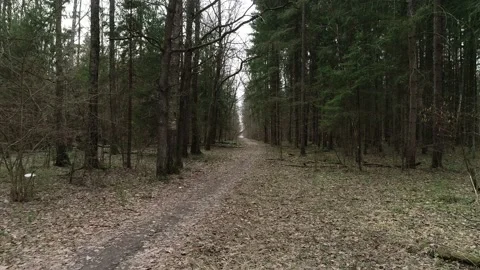 Aerial view through path in the forest. Stock Footage 153129959