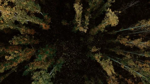 Aerial view through tall trees. Trees with orange, brown and green leaves. Stock Footage 257992952