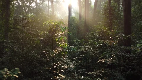 Aerial View Through Tropical Forest Moment. Amazing rainforest. Stock Footage 277108253