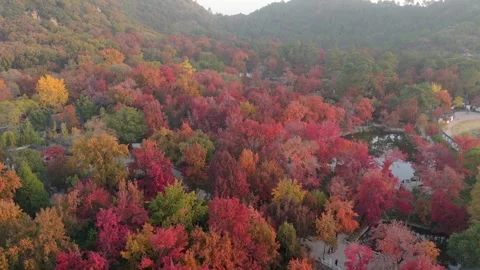 Aerial view of Tianping Mountain red maple forest in autumn, Suzhou China Stock Footage 345626531