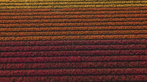 Aerial view tilting above a patchwork of blooming tulips, spring in Holland Video stock 334332272
