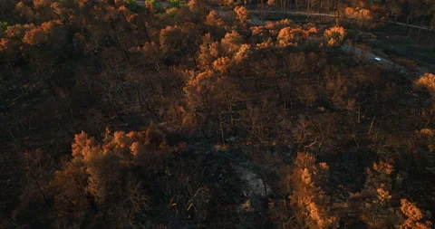 Aerial view tilting backwards over dry, burnt forest near a road, fire aftermath Video stock 319756022