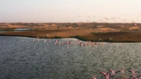 Aerial view tilting over greater flamingos in a desert oasis, Namibia Stock-Footage 346439527