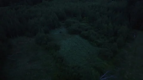Aerial view tilting over a moose walking in a gloomy, summer forest of Stock Footage 270351949