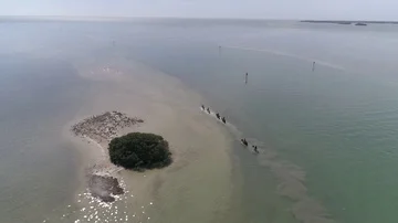 Aerial view of tiny island - and Horses in the water! Video stock 85942005