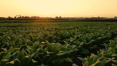 Aerial view of tobacco fields Stock Footage 264752925