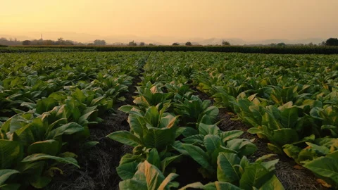 Aerial view of tobacco fields Stock Footage 264804516