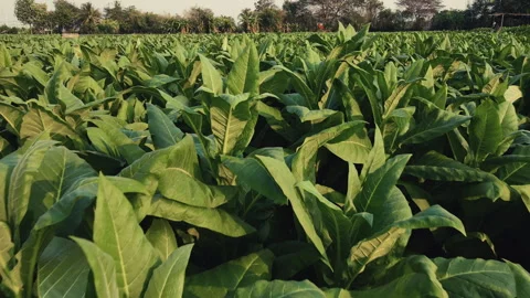 Aerial view of tobacco fields Stock Footage 267871192