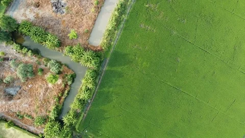 Aerial view, top angle flying over paddy field. Stock Footage 166044491