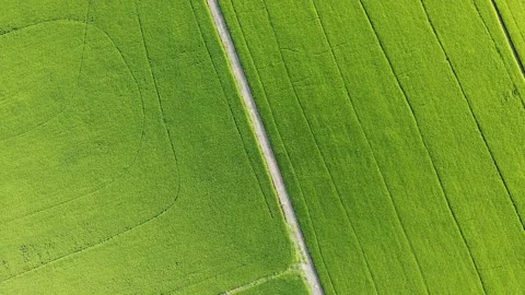 Aerial view, top angle flying over paddy field. Stock Footage 166044584