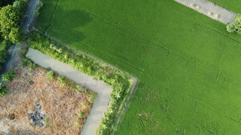 Aerial view, top angle flying over paddy field. Stock Footage 166044775