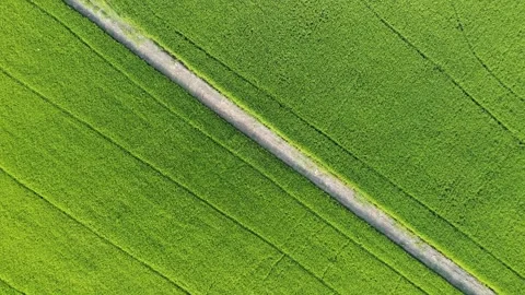 Aerial view, top angle flying over paddy field. Stock Footage 166044873