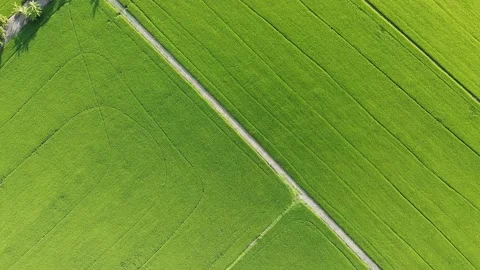 Aerial view, top angle flying over paddy field. Stock Footage 166044919