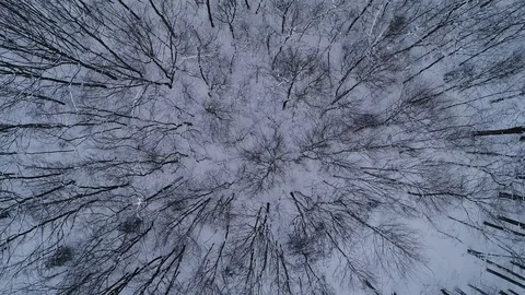 Aerial view from top to bottom of winter forest. Video stock 124667664