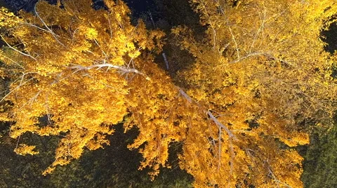 Aerial view from the top down and rotation on autumn yellow trees Stock-Footage 56475302