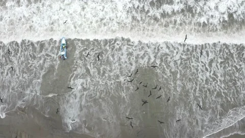 Aerial view, top down, of a flock of Frigatebirds, Fregatidae Stock Footage 146345835