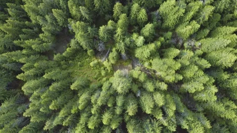 Aerial view top down of forest in Carpathian Mountains, Romania Stock Footage 247551168
