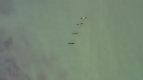 Aerial view, top down of four pelicans, Pelicanus occidentalis Stock Footage 146344948