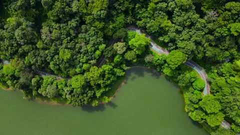 Aerial view Top-down green nature public park. Bike cycle way under green tree.	 Stock Footage 204960606