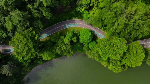 Aerial view Top-down green nature public park. Bike cycle way under green tree.	 Stock Footage 204960612
